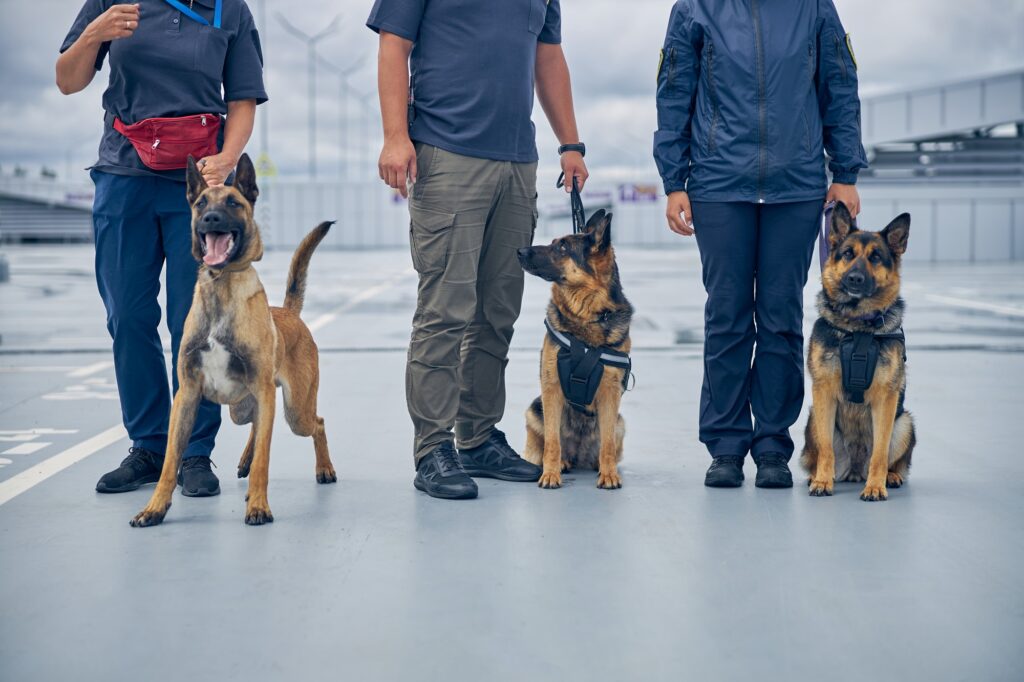 Security police dogs on duty with officers at airport